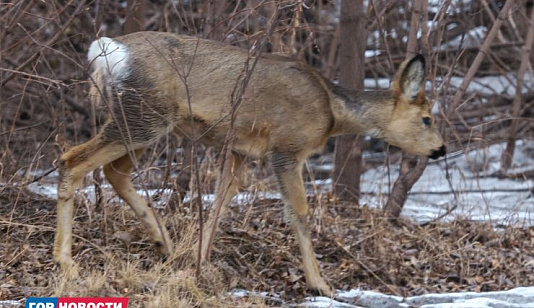 Косулю заметили во дворе на улице Лесопильщиков в Красноярске