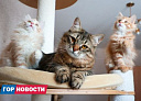 Сегодня – Всемирный день господства кошек