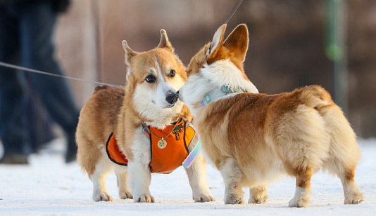 В Красноярске на рабочей неделе потеплеет до +4