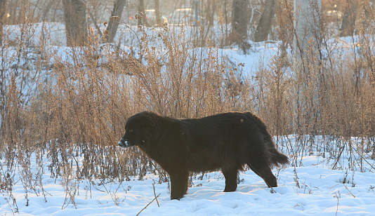 В Красноярске с начала года отловили почти 500 бездомных собак